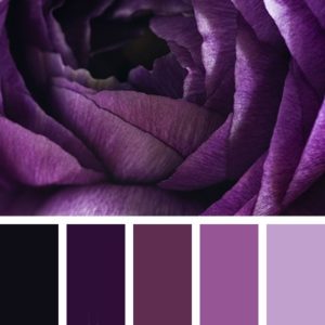 фиолетовый цвет, оттенки