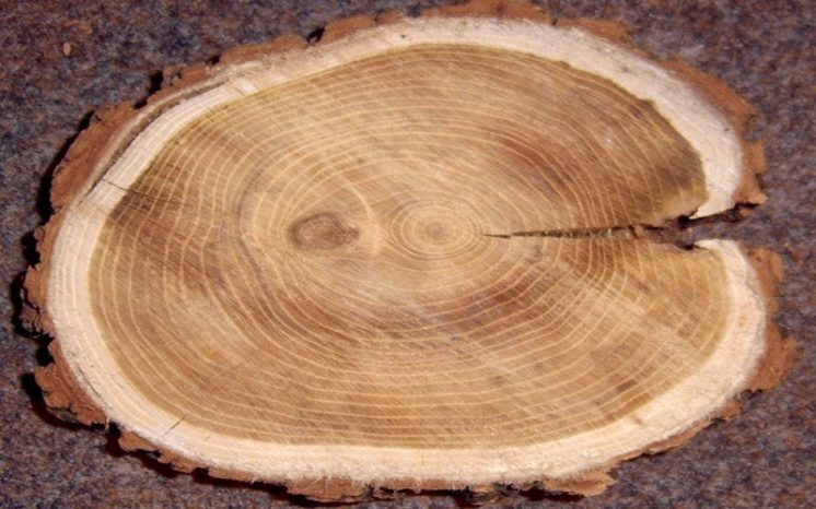 древесина ясеня эластична, гибкая, износостойкая, вязкая и, при этом, хорошо шлифуется