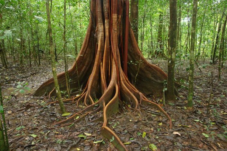 Мербау – экзотическая древесина ценных пород