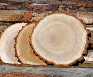 Ценные виды древесины
